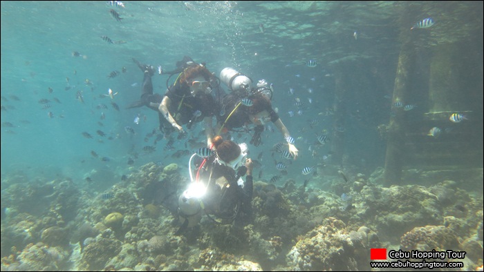 Cebu Nalusuan island Discover Scuba Diving hopping tour – 27 Nov 2012