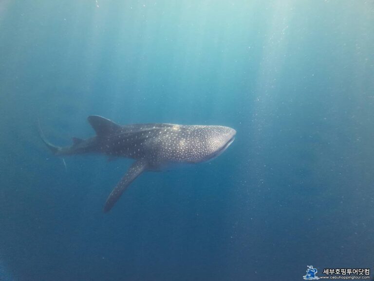 Cebu Oslob Moalboal tour on 2 Aug 2023 - Whale Shark