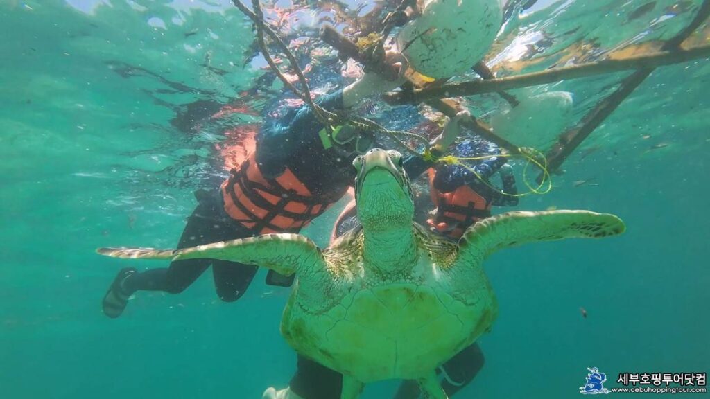 Cebu Oslob Moalboal tour on 2 Aug 2023 - Maoboal Turtles