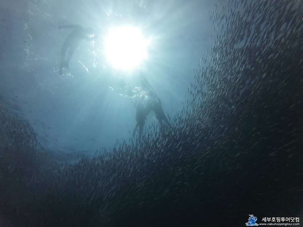 Cebu Oslob Moalboal tour on 2 Aug 2023