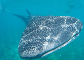 Cebu Oslob Whale Sharks Watching tour