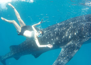 Cebu Oslob Whale Sharks Watching tour