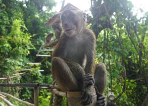 Oslob Wild Monkey watcing