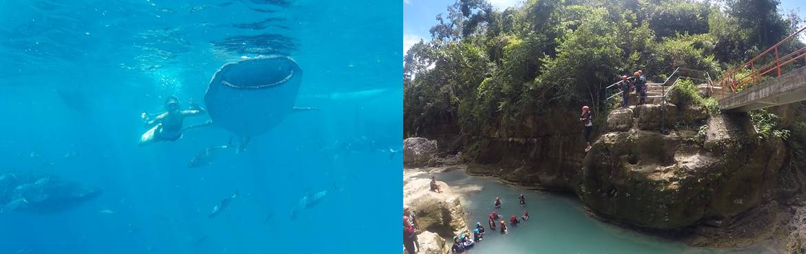 Oslob Whale Shark and Kawasan Canyoneering Tour