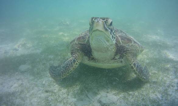 Oslob Whale Sharks and Moalboal tour