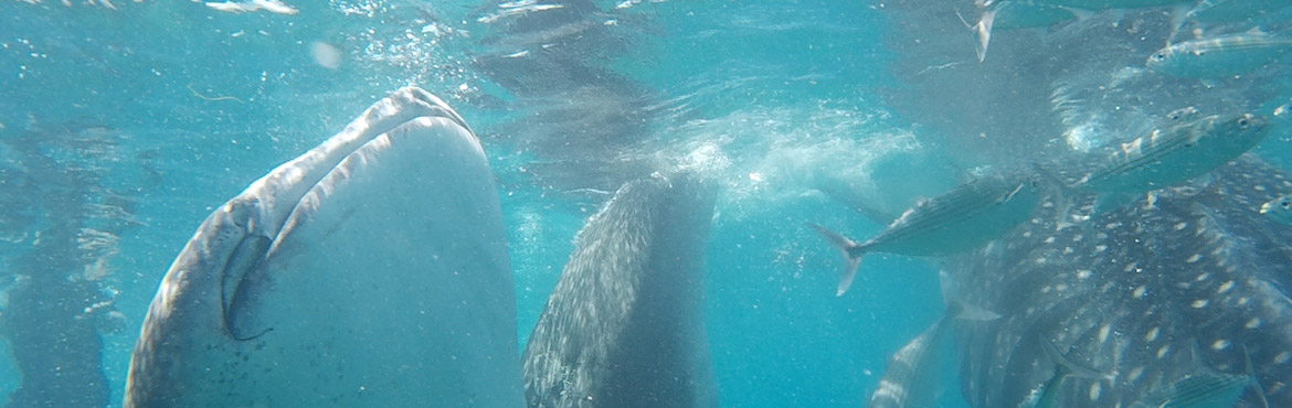 Cebu Oslob Whale Sharks Watching tour