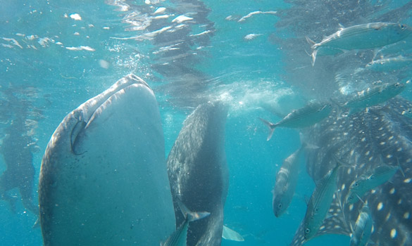 Oslob Whale Sharks Watcing tour